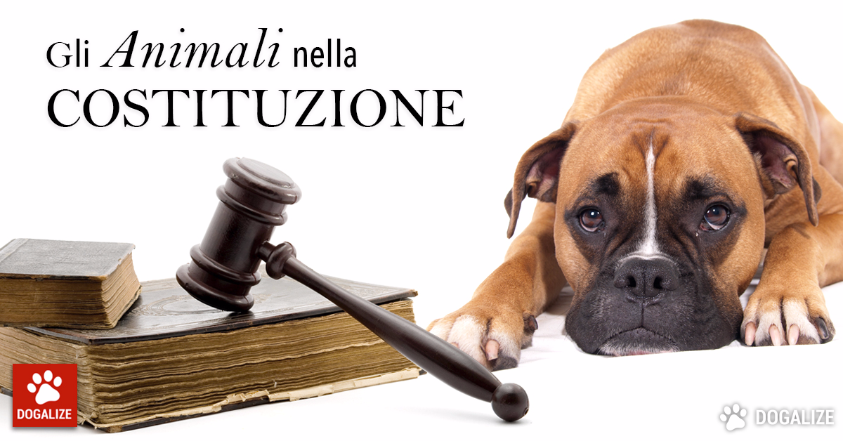 animali in costituzione 2fb9b0b6-5855-49f1-b79a-9aad927a7355